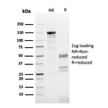 SDS-PAGE - Anti-beta III Tubulin Antibody [TUBB3/3731] - BSA and Azide free (A251290) - Antibodies.com