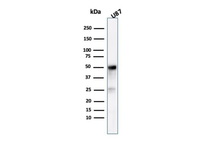 Western Blot - Anti-beta III Tubulin Antibody [TUBB3/3731] - BSA and Azide free (A251290) - Antibodies.com