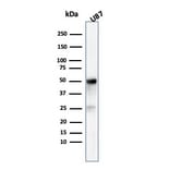 Western Blot - Anti-beta III Tubulin Antibody [TUBB3/3731] - BSA and Azide free (A251290) - Antibodies.com