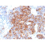 Immunohistochemistry - Anti-beta III Tubulin Antibody [TUBB3/3732] - BSA and Azide free (A251291) - Antibodies.com