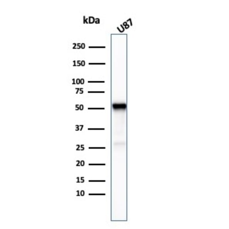 Western Blot - Anti-beta III Tubulin Antibody [TUBB3/3732] - BSA and Azide free (A251291) - Antibodies.com