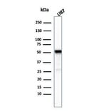 Western Blot - Anti-beta III Tubulin Antibody [TUBB3/3732] - BSA and Azide free (A251291) - Antibodies.com