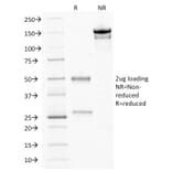 SDS-PAGE - Anti-CDX2 Antibody [CDX2/2214] - BSA and Azide free (A251296) - Antibodies.com