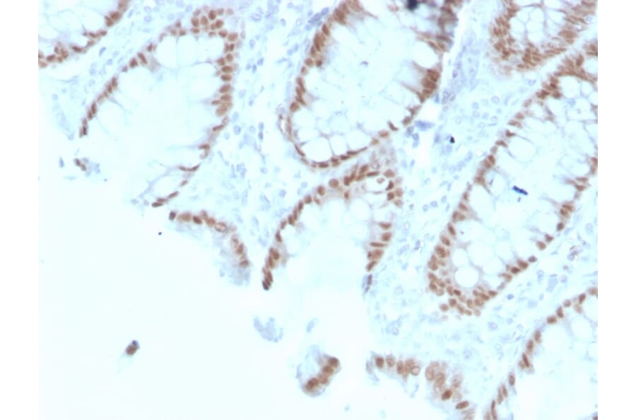Immunohistochemistry - Anti-CDX2 Antibody [rCDX2/1690] - BSA and Azide free (A251296) - Antibodies.com