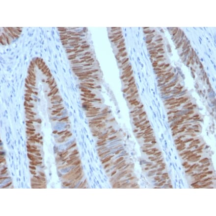 Immunohistochemistry - Anti-CDX2 Antibody [CDX2/2951R] - BSA and Azide free (A251298) - Antibodies.com