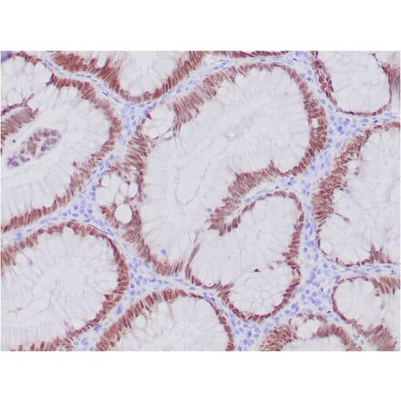 Immunohistochemistry - Anti-CDX2 Antibody [CDX2/4394R] - BSA and Azide free (A251298) - Antibodies.com