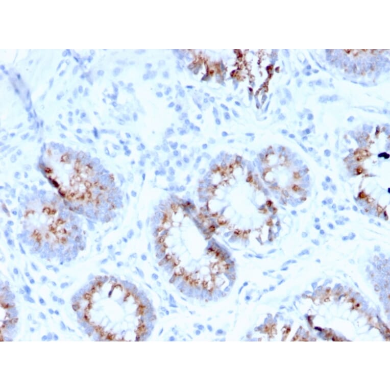 Immunohistochemistry - Anti-MerTK Antibody [MERTK/3015] - BSA and Azide free (A251300) - Antibodies.com