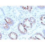 Immunohistochemistry - Anti-MerTK Antibody [MERTK/3015] - BSA and Azide free (A251300) - Antibodies.com