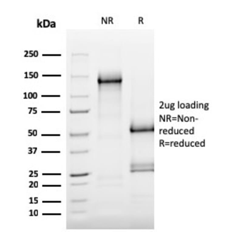 SDS-PAGE - Anti-MerTK Antibody [MERTK/3015] - BSA and Azide free (A251300) - Antibodies.com