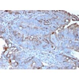 Immunohistochemistry - Anti-MerTK Antibody [MERTK/3022] - BSA and Azide free (A251301) - Antibodies.com