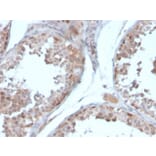 Immunohistochemistry - Anti-Follistatin Antibody [FST/4281] - BSA and Azide free (A251301) - Antibodies.com