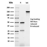 SDS-PAGE - Anti-Carcinoembryonic Antigen Antibody [rC66/1009] - BSA and Azide free (A251307) - Antibodies.com