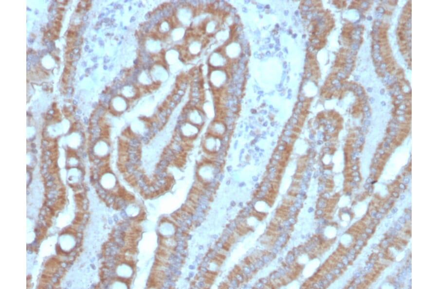 Immunohistochemistry - Anti-Carcinoembryonic Antigen Antibody [C66/4098] - BSA and Azide free (A251308) - Antibodies.com