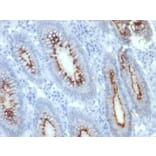 Immunohistochemistry - Anti-Carcinoembryonic Antigen Antibody [C66/261] - BSA and Azide free (A251313) - Antibodies.com