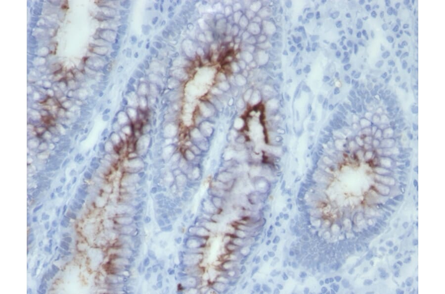 Immunohistochemistry - Anti-Carcinoembryonic Antigen Antibody [SPM506] - BSA and Azide free (A251316) - Antibodies.com