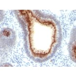 Immunohistochemistry - Anti-Carcinoembryonic Antigen Antibody [C66/1009] - BSA and Azide free (A251317) - Antibodies.com