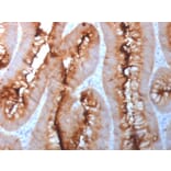Immunohistochemistry - Anti-Carcinoembryonic Antigen Antibody - BSA and Azide free (A251324) - Antibodies.com
