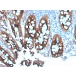 Immunohistochemistry - Anti-Carcinoembryonic Antigen Antibody - BSA and Azide free (A251325) - Antibodies.com