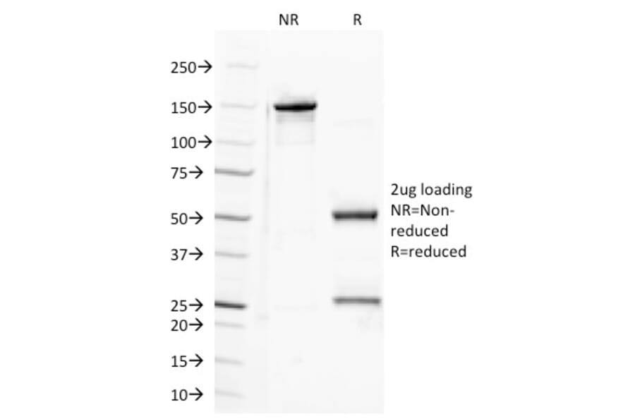SDS-PAGE - Anti-Semaphorin 4D Antibody [A8] - BSA and Azide free (A251326) - Antibodies.com
