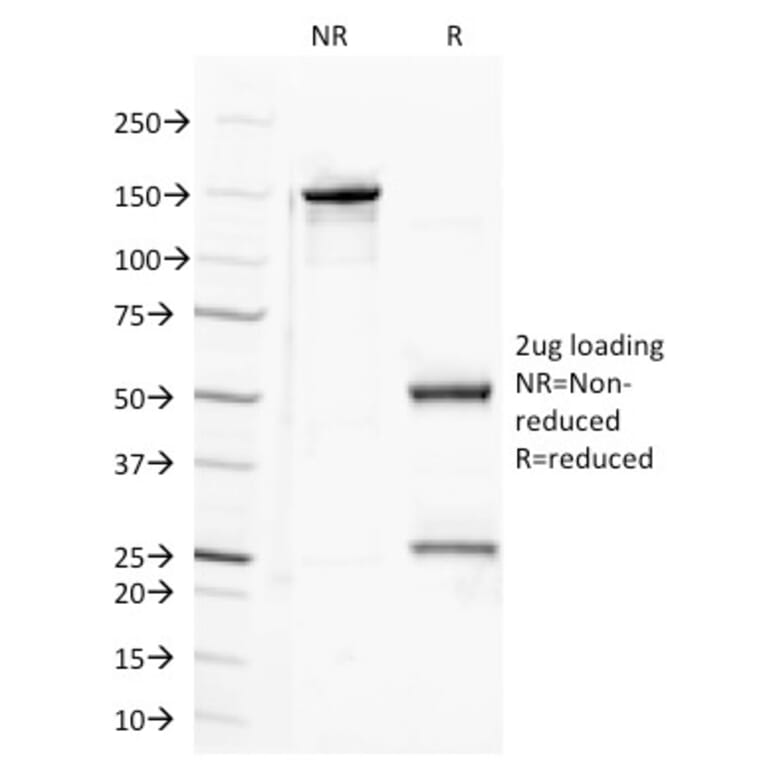 SDS-PAGE - Anti-Semaphorin 4D Antibody [A8] - BSA and Azide free (A251326) - Antibodies.com