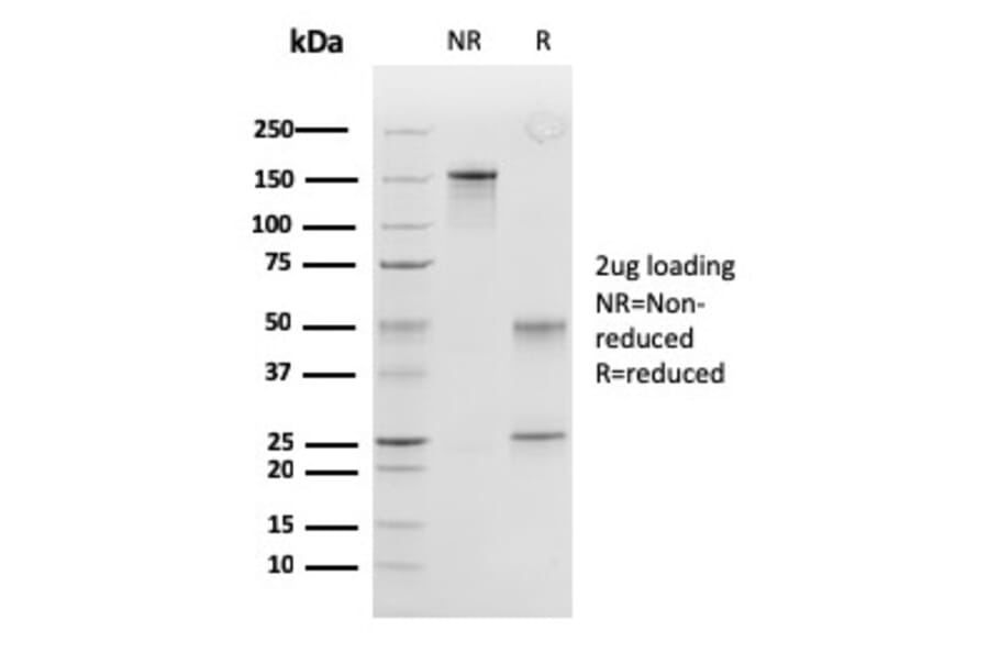 SDS-PAGE - Anti-Peroxiredoxin 4 Antibody [CPTC-PRDX4-2] - BSA and Azide free (A251328) - Antibodies.com
