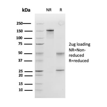 SDS-PAGE - Anti-Peroxiredoxin 4 Antibody [CPTC-PRDX4-2] - BSA and Azide free (A251328) - Antibodies.com