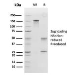 SDS-PAGE - Anti-Peroxiredoxin 4 Antibody [CPTC-PRDX4-2] - BSA and Azide free (A251328) - Antibodies.com