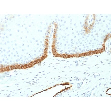 Immunohistochemistry - Anti-Podocalyxin Antibody [PDPN/1433] - BSA and Azide free (A251331) - Antibodies.com