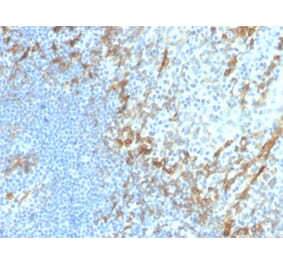 Immunohistochemistry - Anti-Podocalyxin Antibody [PDPN/4009R] - BSA and Azide free (A251332) - Antibodies.com