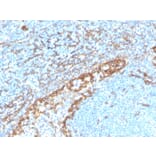 Immunohistochemistry - Anti-Podocalyxin Antibody [PDPN/4009R] - BSA and Azide free (A251331) - Antibodies.com