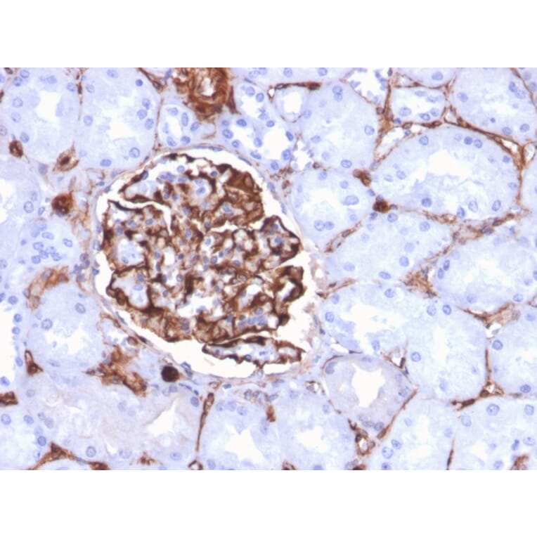 Immunohistochemistry - Anti-Nestin Antibody [NES/2911] - BSA and Azide free (A251336) - Antibodies.com