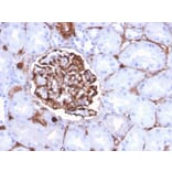 Immunohistochemistry - Anti-Nestin Antibody [NES/2911] - BSA and Azide free (A251336) - Antibodies.com