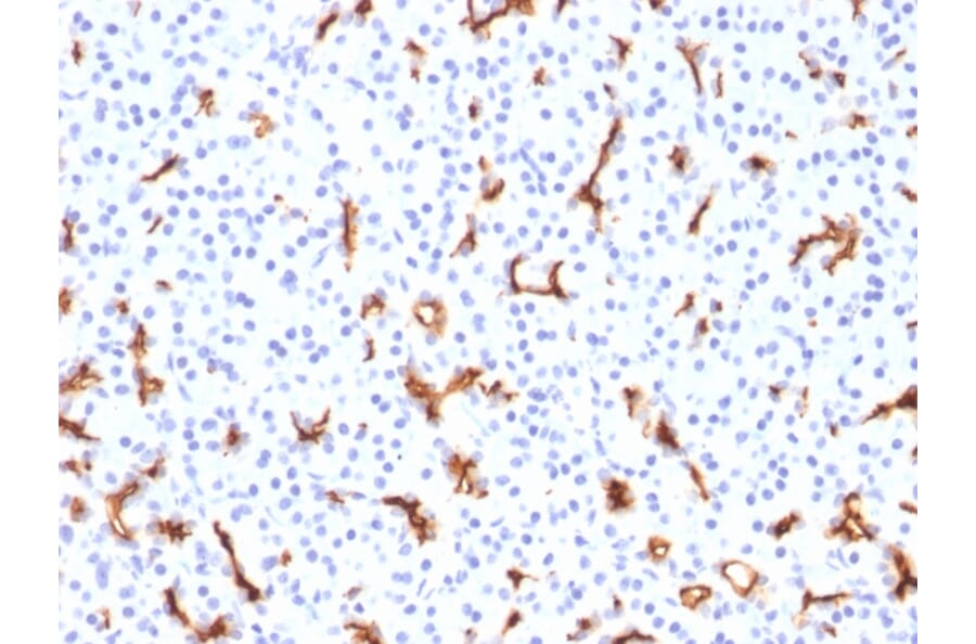 Immunohistochemistry - Anti-CFTR Antibody [CFTR/1785] - BSA and Azide free (A251336) - Antibodies.com