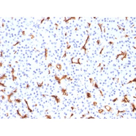 Immunohistochemistry - Anti-CFTR Antibody [CFTR/1785] - BSA and Azide free (A251336) - Antibodies.com