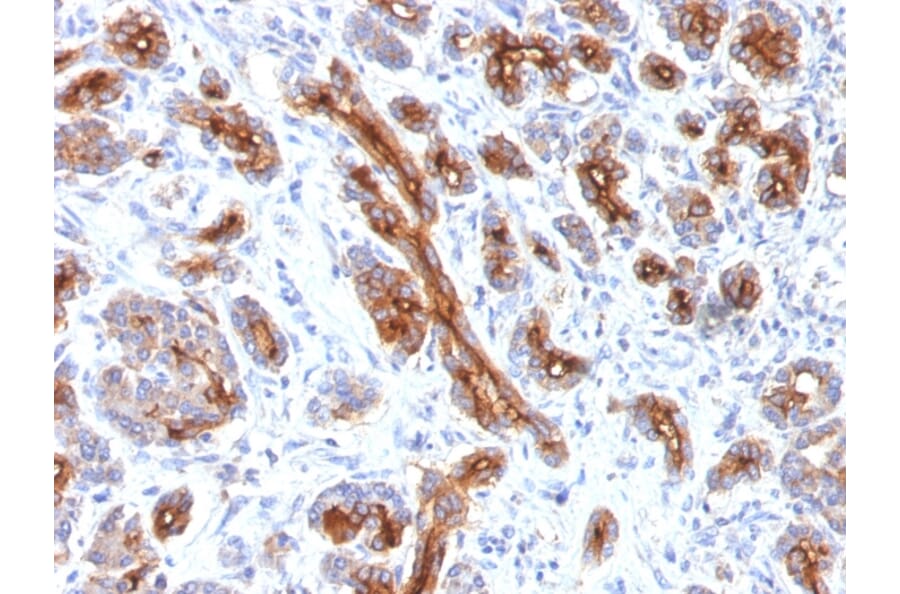 Immunohistochemistry - Anti-CFTR Antibody [CFTR/1341] - BSA and Azide free (A251337) - Antibodies.com