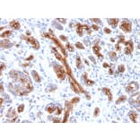 Immunohistochemistry - Anti-CFTR Antibody [CFTR/1341] - BSA and Azide free (A251337) - Antibodies.com