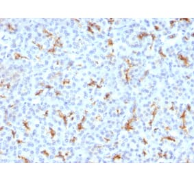 Immunohistochemistry - Anti-CFTR Antibody [CFTR/1342] - BSA and Azide free (A251338) - Antibodies.com