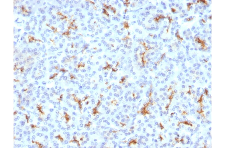 Immunohistochemistry - Anti-CFTR Antibody [CFTR/1342] - BSA and Azide free (A251338) - Antibodies.com