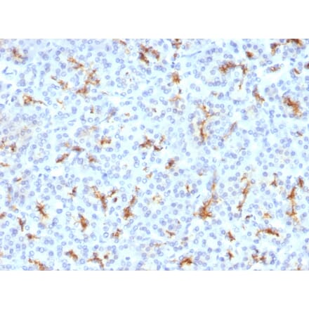 Immunohistochemistry - Anti-CFTR Antibody [CFTR/1342] - BSA and Azide free (A251338) - Antibodies.com