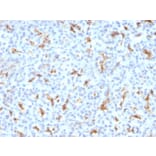 Immunohistochemistry - Anti-CFTR Antibody [CFTR/1342] - BSA and Azide free (A251338) - Antibodies.com