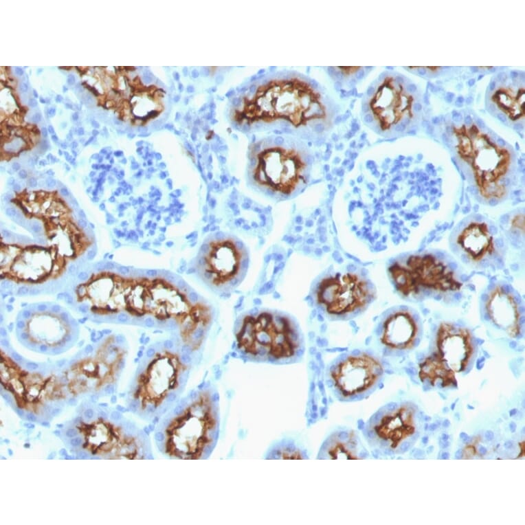 Immunohistochemistry - Anti-CFTR Antibody [CFTR/1342] - BSA and Azide free (A251339) - Antibodies.com