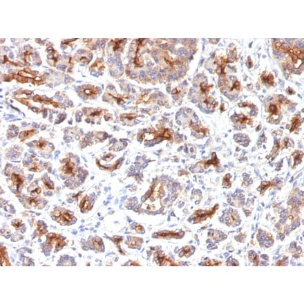 Immunohistochemistry - Anti-CFTR Antibody [SPM176] - BSA and Azide free (A251339) - Antibodies.com
