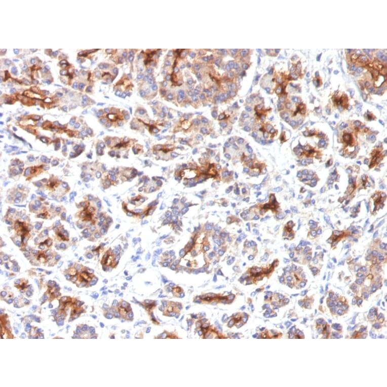 Immunohistochemistry - Anti-CFTR Antibody [SPM176] - BSA and Azide free (A251339) - Antibodies.com