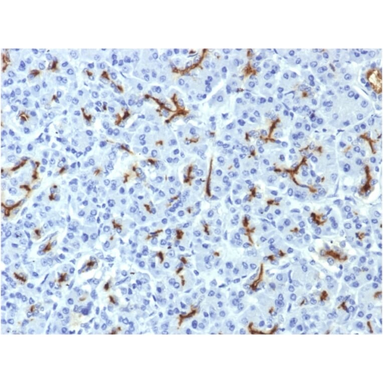 Immunohistochemistry - Anti-CFTR Antibody [CFTR/1643] - BSA and Azide free (A251341) - Antibodies.com
