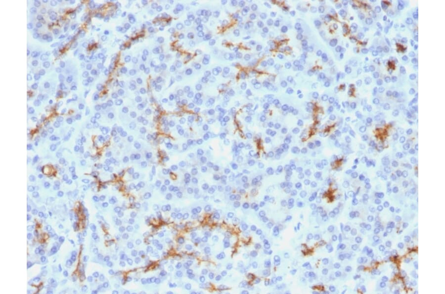 Immunohistochemistry - Anti-CFTR Antibody [M3A7] - BSA and Azide free (A251341) - Antibodies.com