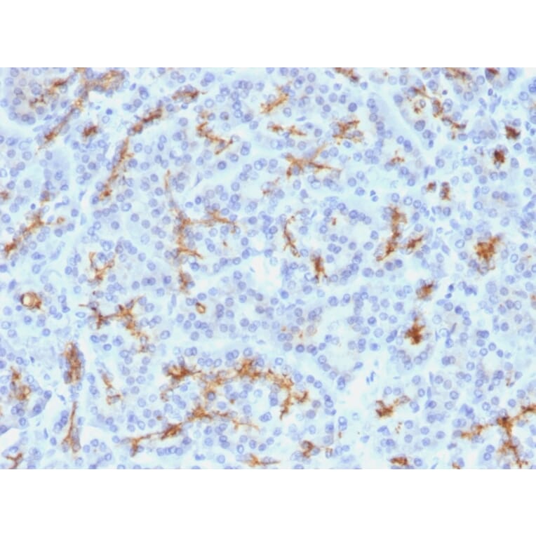 Immunohistochemistry - Anti-CFTR Antibody [M3A7] - BSA and Azide free (A251341) - Antibodies.com