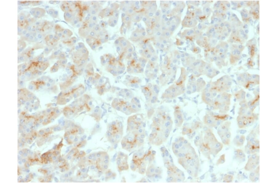 Immunohistochemistry - Anti-CFTR Antibody [rCFTR/1342] - BSA and Azide free (A251342) - Antibodies.com