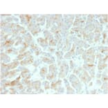 Immunohistochemistry - Anti-CFTR Antibody [rCFTR/1342] - BSA and Azide free (A251342) - Antibodies.com