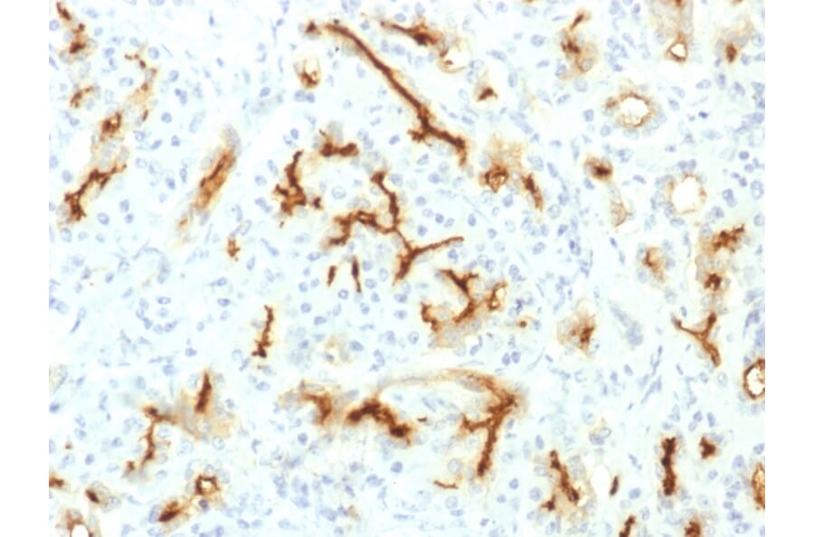 Immunohistochemistry - Anti-CFTR Antibody [CFTR/1775R] - BSA and Azide free (A251343) - Antibodies.com