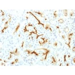Immunohistochemistry - Anti-CFTR Antibody [CFTR/1775R] - BSA and Azide free (A251343) - Antibodies.com